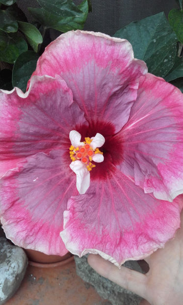  - hibi taiwan cancer boy