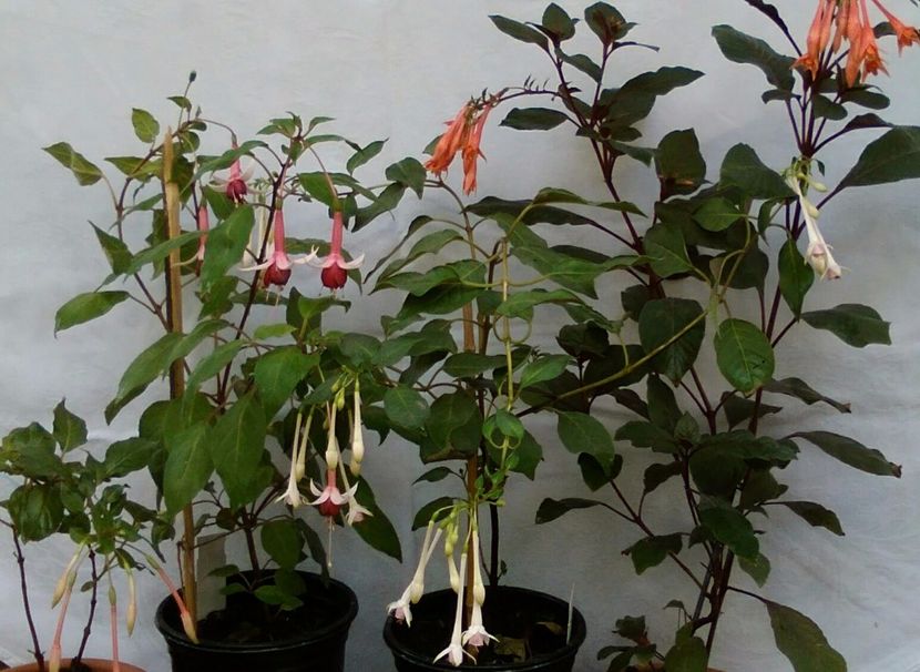  - Comanda muscate si fuchsii Olanda 2017