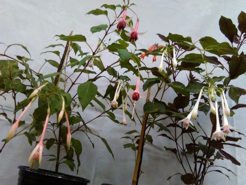  - Comanda muscate si fuchsii Olanda 2017