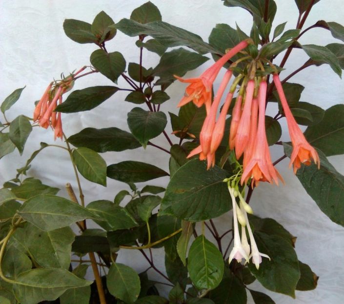  - Comanda muscate si fuchsii Olanda 2017