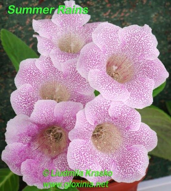 Summer Rains - Gloxinii pe care doresc sa le recuperez