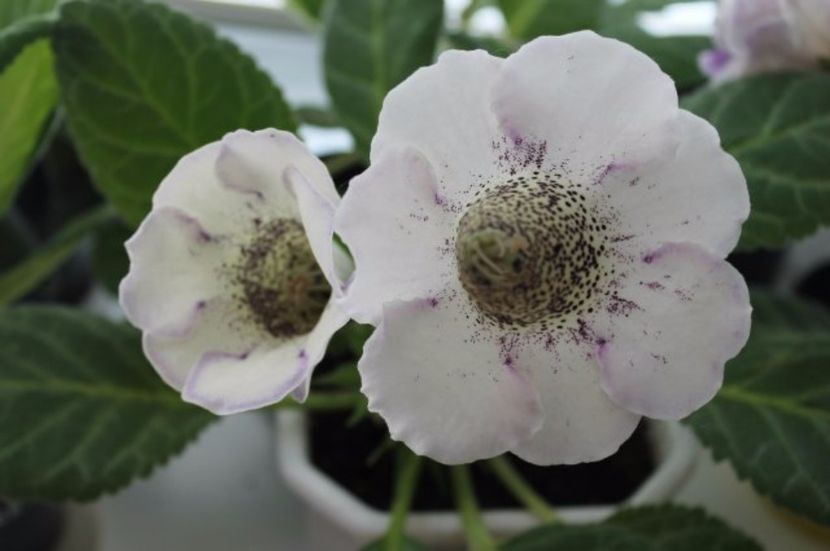 Art Nouveau - Gloxinii pe care doresc sa le recuperez