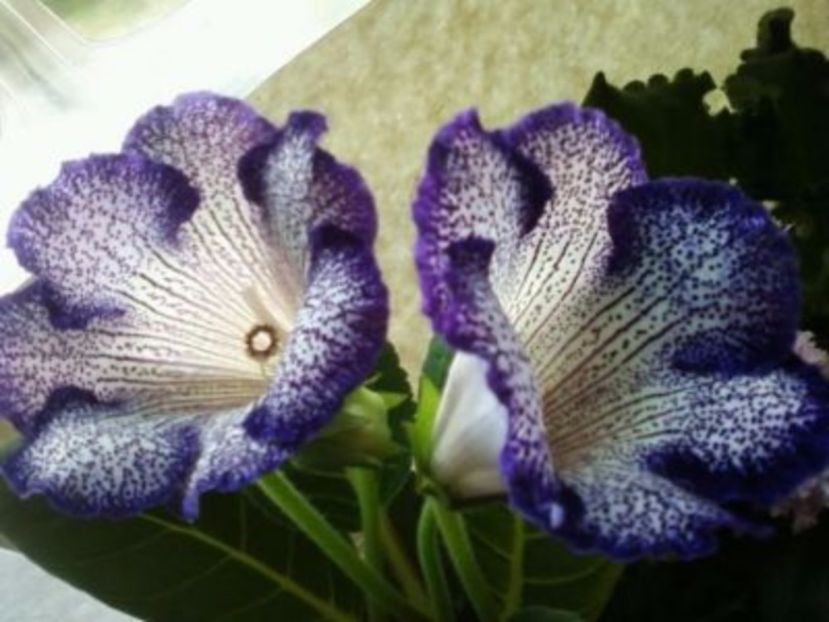 Favorit - Gloxinii pe care doresc sa le recuperez