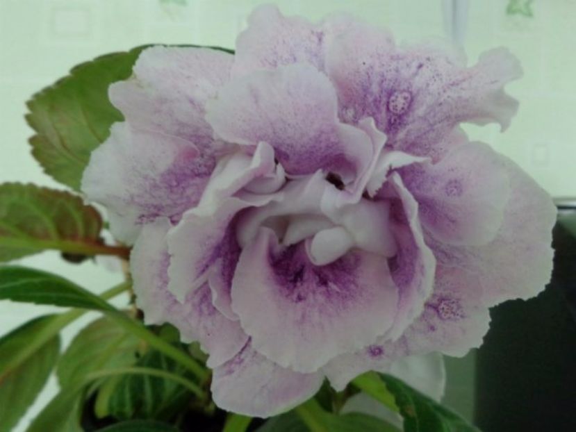 Purple Haze - Gloxinii pe care doresc sa le recuperez