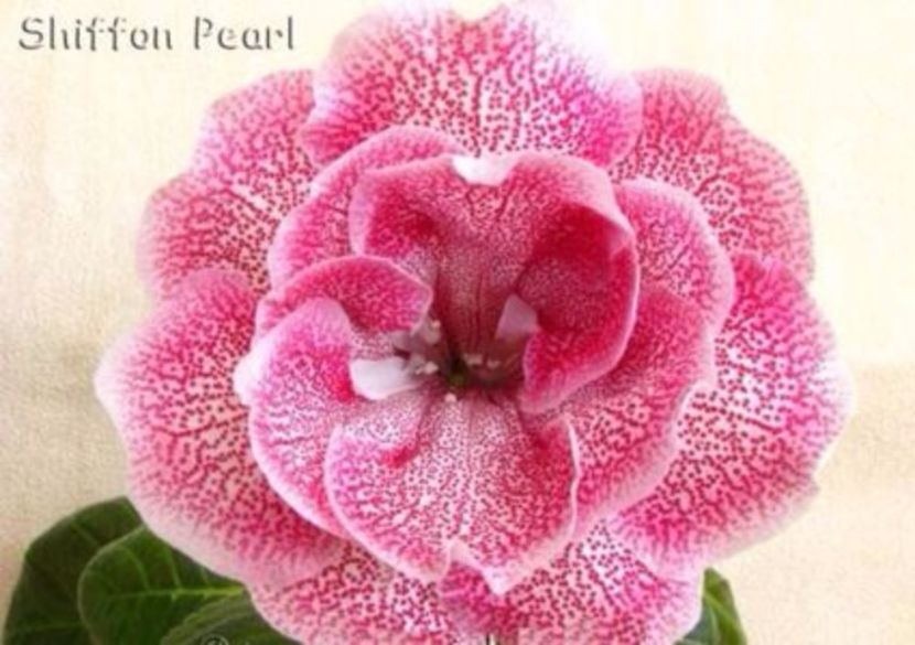 Shiffon Pearl - Gloxinii pe care doresc sa le recuperez