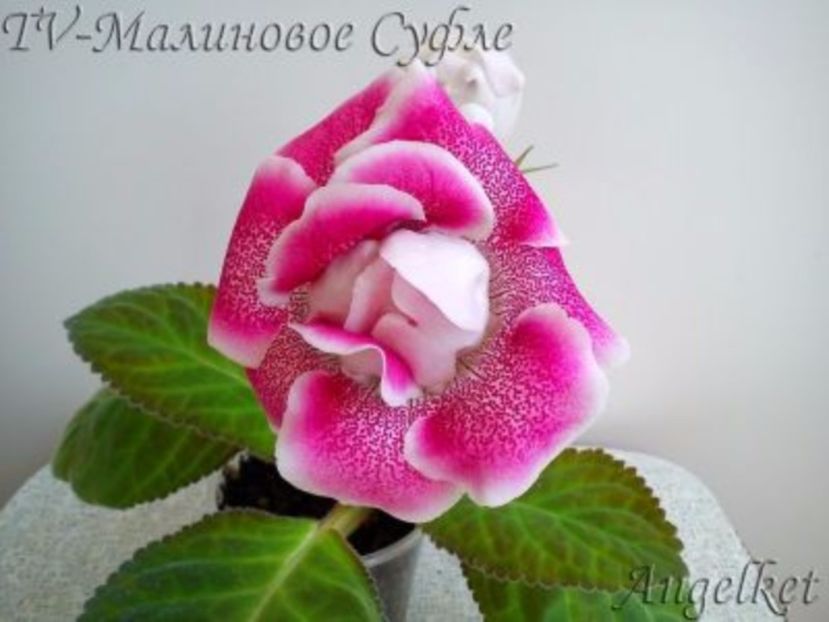 TV Raspberry Souffle. - Gloxinii pe care doresc sa le recuperez