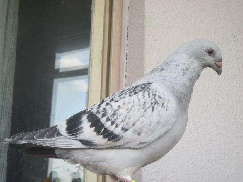 bale m 2017 - TINERET 2017-MATCA 2018