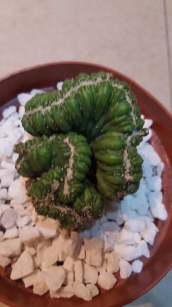  - Cereus sp cristata N