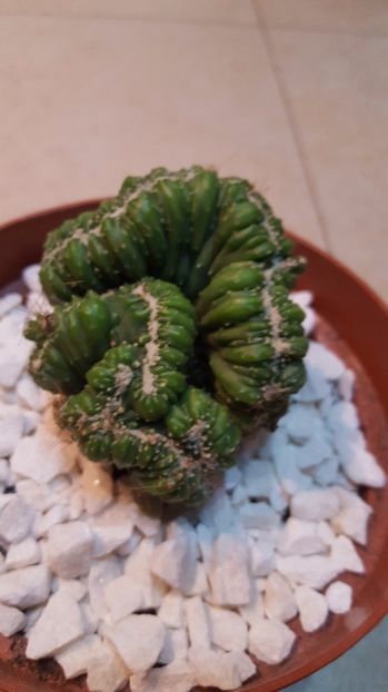  - Cereus sp cristata N