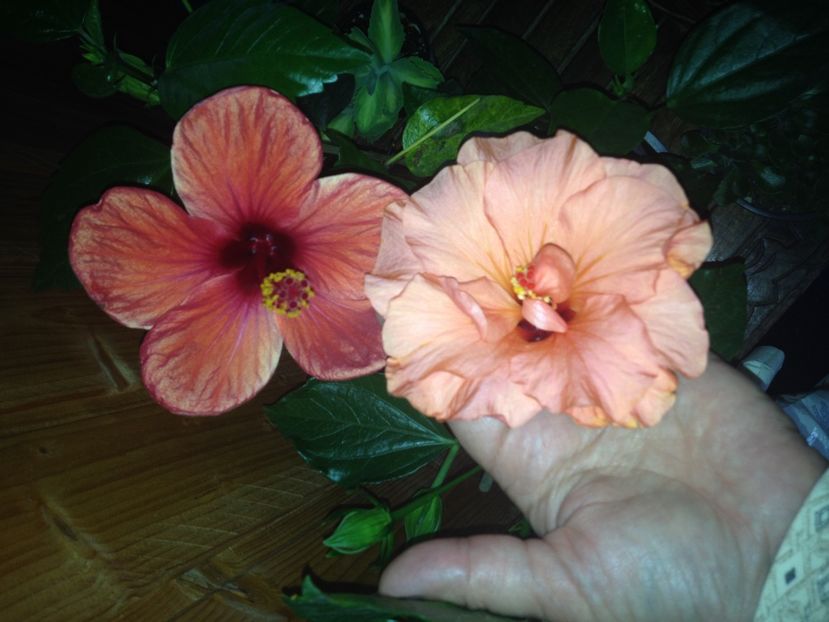 image - trandafir japonez