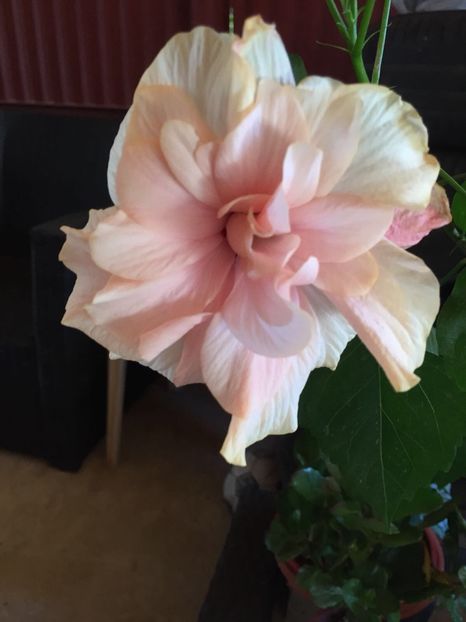 image - trandafir japonez