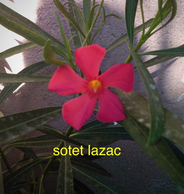 image - leandrii