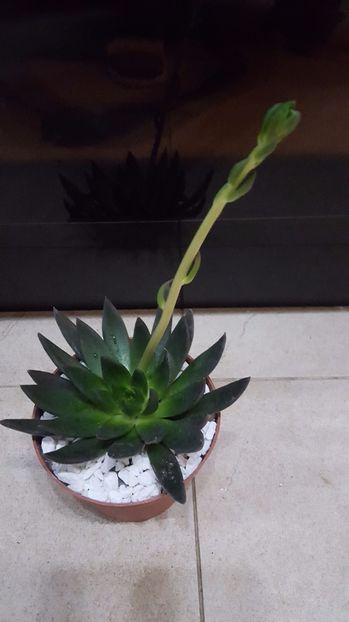  - Echeveria affinis N