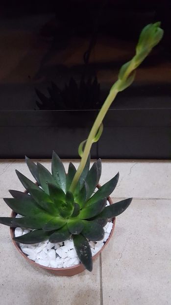  - Echeveria affinis N