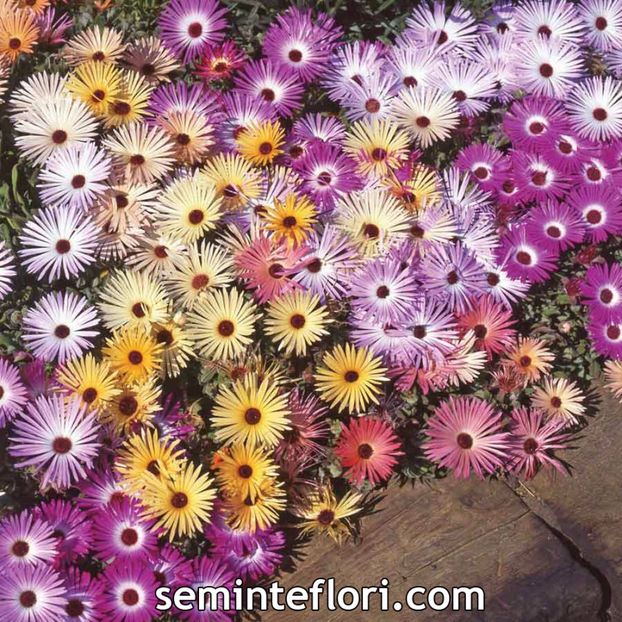 Seminte flori Mesembryanthemum Kings Sunshine Mix - Seminte de Floare de Gheata - Mesembryanthemum Kings Sunshine Mix