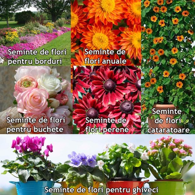 Seminte flori - Seminte de Floare de Gheata - Mesembryanthemum Kings Sunshine Mix