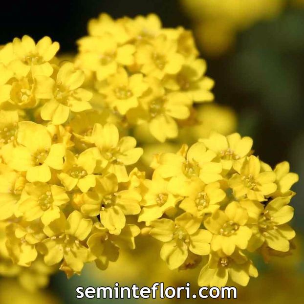 Seminte flori Alyssum Saxatile Compactum - Seminte de Ciucusoara - Alyssum Saxatile Compactum