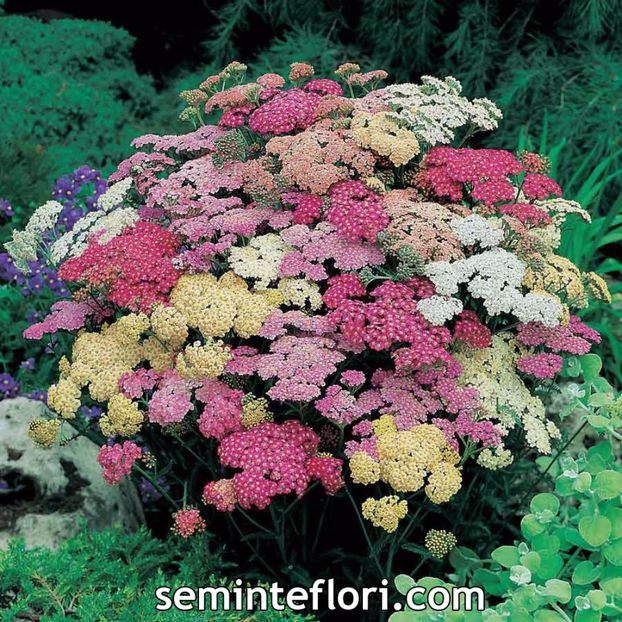 Seminte flori Achillea Summer Berries F2 - Seminte de Coada Soricelului Ornamentala - Achillea Summer Berries F2