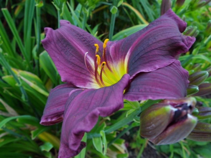 fantasme - HEMEROCALLIS achizitionati in 2017 si 2018