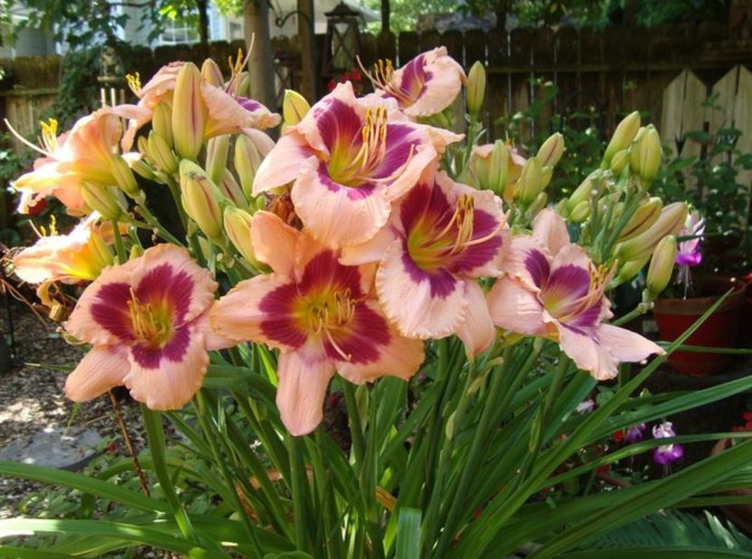 wineberry candy - HEMEROCALLIS achizitionati in 2017 si 2018
