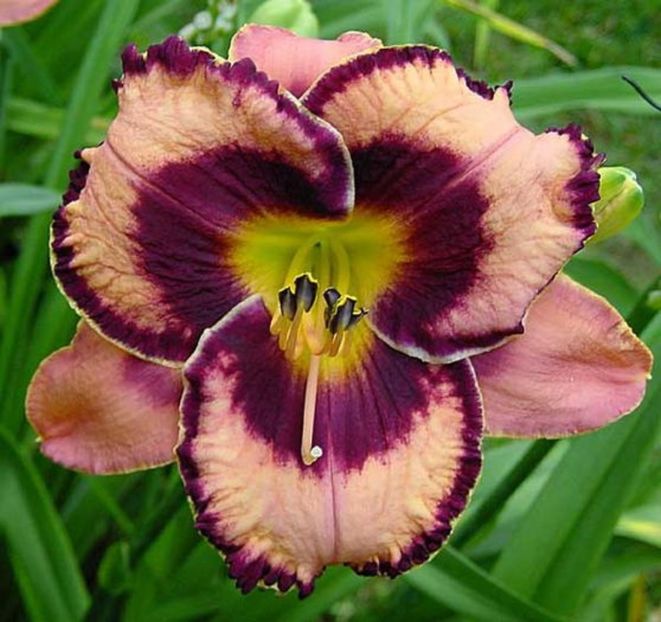 awesome blossom - HEMEROCALLIS achizitionati in 2017 si 2018