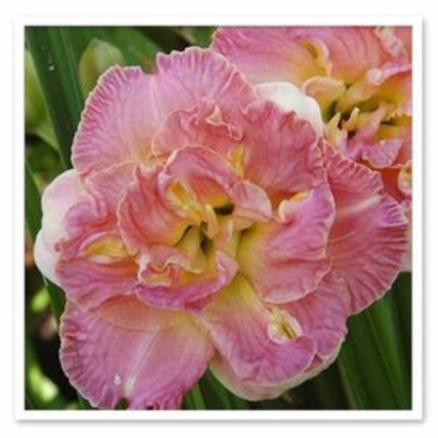 lacy doily - HEMEROCALLIS achizitionati in 2017 si 2018