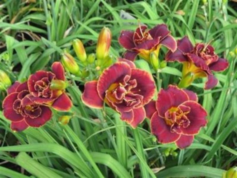 night embers - HEMEROCALLIS achizitionati in 2017 si 2018
