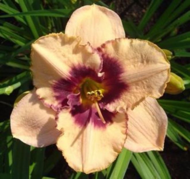 all american eagle - HEMEROCALLIS achizitionati in 2017 si 2018