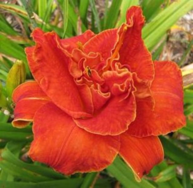 moses fire - HEMEROCALLIS achizitionati in 2017 si 2018