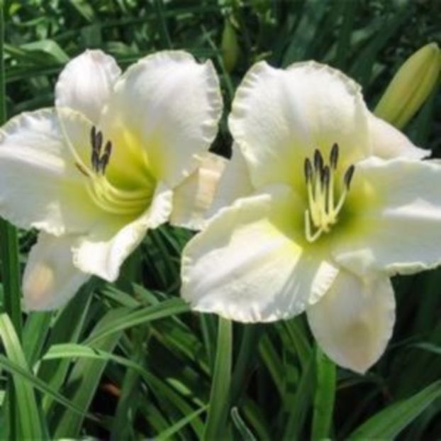 artic snow - HEMEROCALLIS achizitionati in 2017 si 2018