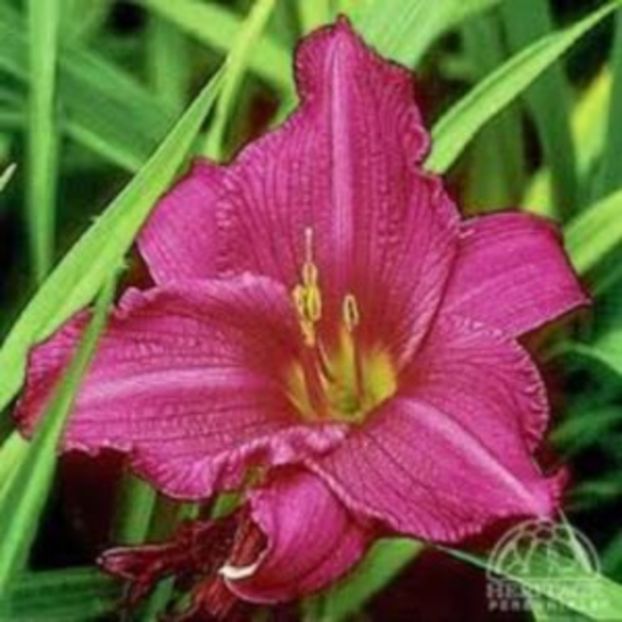 sumer wine - HEMEROCALLIS achizitionati in 2017 si 2018