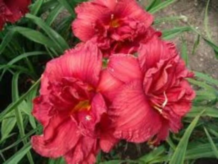 double firecracker - HEMEROCALLIS achizitionati in 2017 si 2018