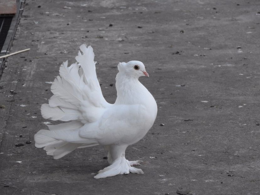  - 06 -- voltati indieni