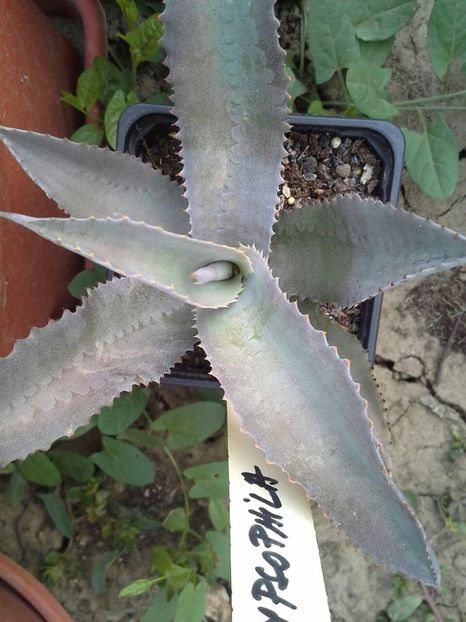 agava gypsophila - agave colectie proprie