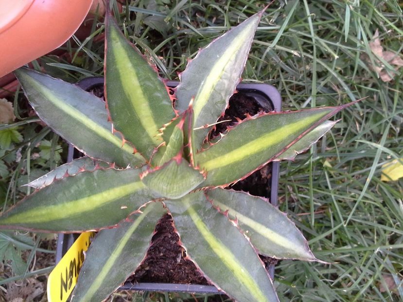 agava lophanta latifolia splendida - agave colectie proprie
