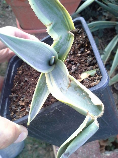 agava neglecta arizonaca star - agave colectie proprie