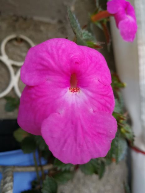  - Achimenes 2017