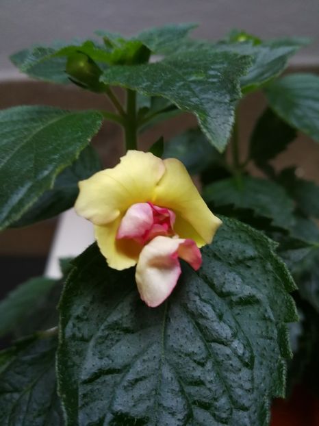 - Achimenes 2017