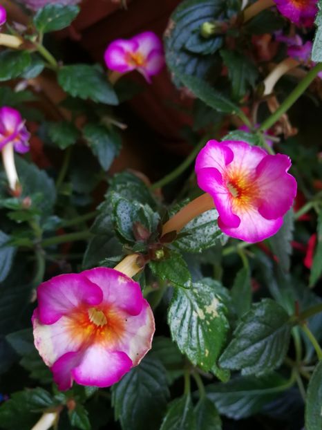 - Achimenes 2017