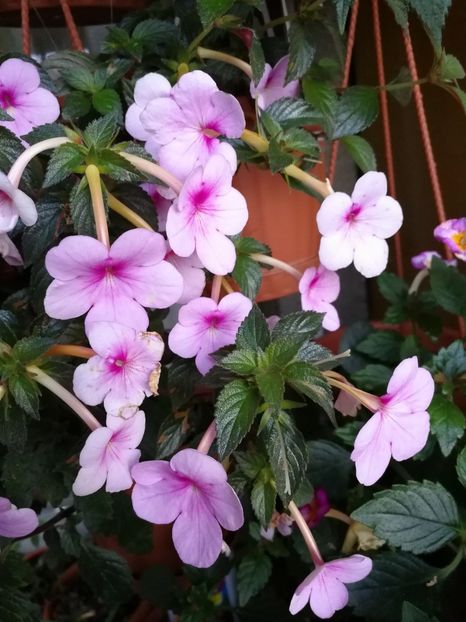  - Achimenes 2017