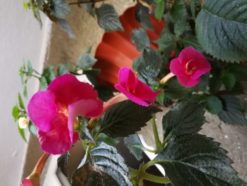  - Achimenes 2017