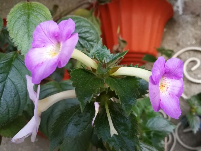  - Achimenes 2017