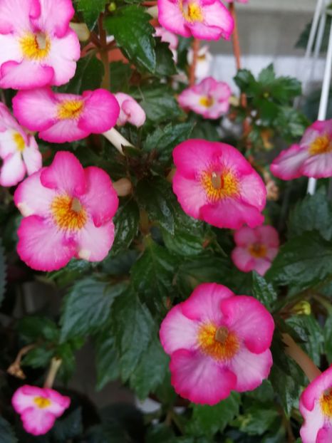  - Achimenes 2017