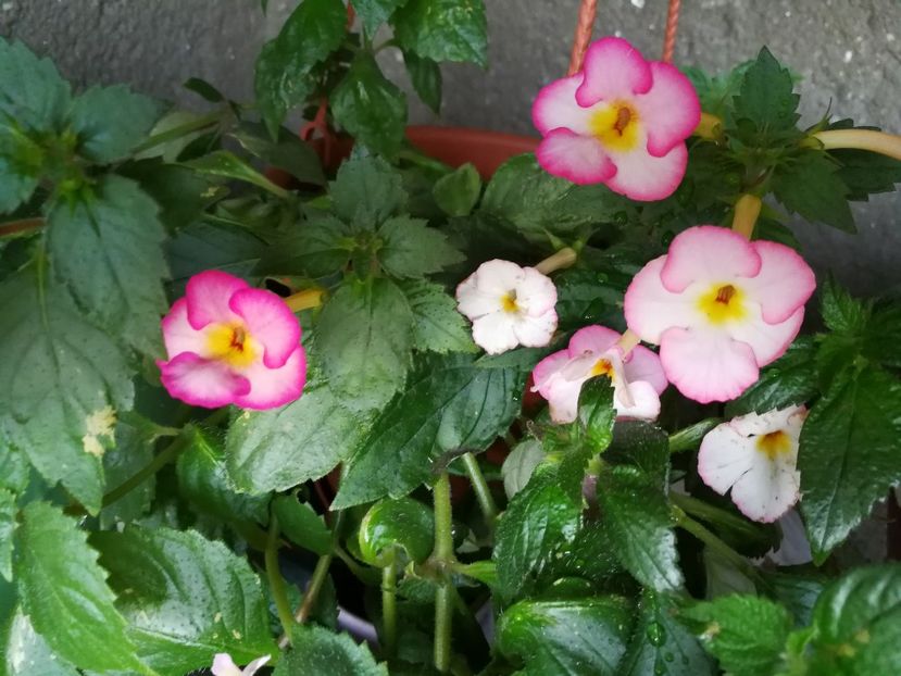  - Achimenes 2017