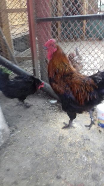 Picture 255 - 2017 Marans - nu