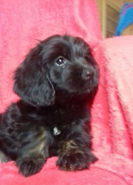 Cocker-Cavalier - Alti catei si animale