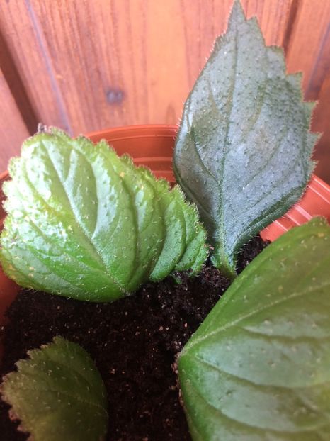 GB & Nr.2 - Comparații