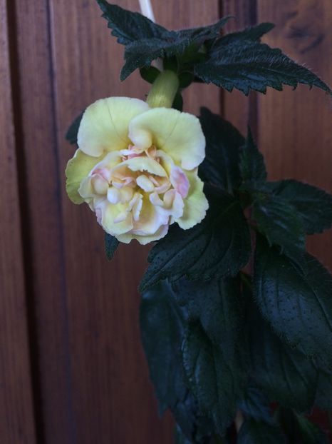 27.09.2018 - Yellow English Rose P1