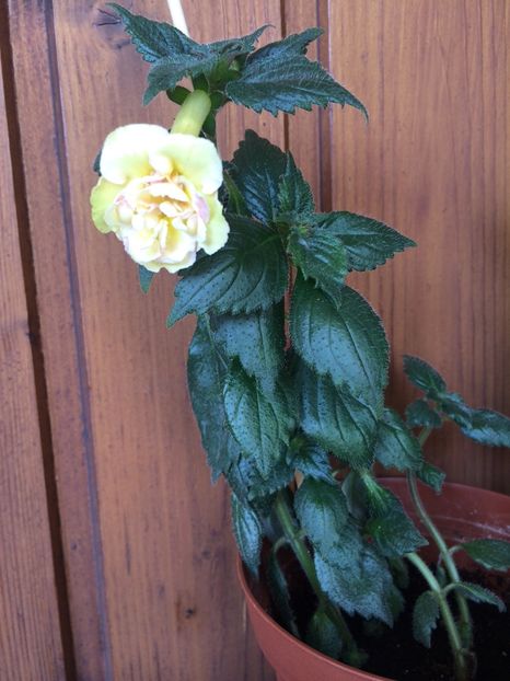 27.09.2018 - Yellow English Rose P1