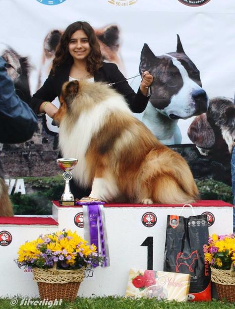 Collie Rough - Expoziti Canine